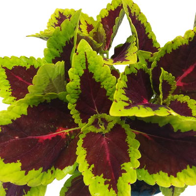 Buntnessel 'Alligator Alley', grün-pink-dunkelrot, Topf-Ø 12 cm, 6 Pflanzen