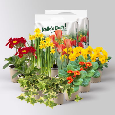 Pflanzenkreation Frühlingskick, 12 Pflanzen inkl. Erde