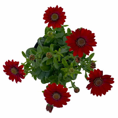 Kapkörbchen rot, Topf-Ø 12 cm, 6er-Set