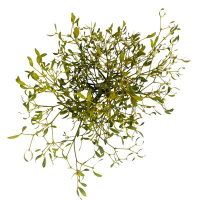 Mistelkrone natur, klein, ca. 25-35 cm Ø