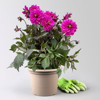 Dahlie, pink, dunkellaubig, Topf-Ø 19 cm, 2 Pflanzen