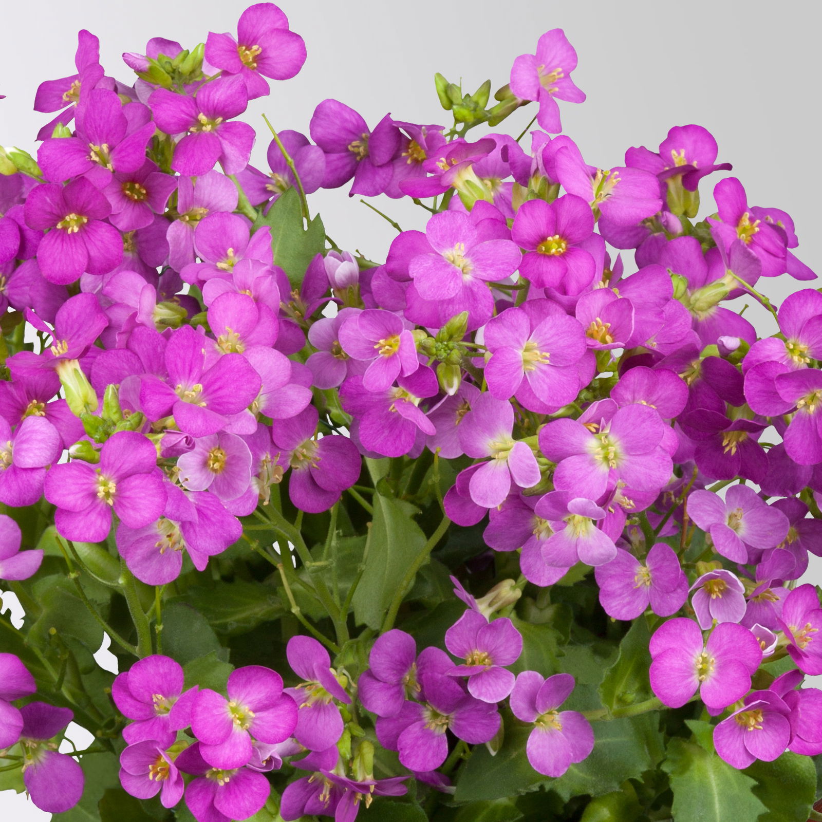 Pflanzenkreation Gartenromantik, 9 Pflanzen inkl. Erde und Dünger Pflanzenkreation Gartenromantik, 9 Pflanzen inkl. Erde und Dünger