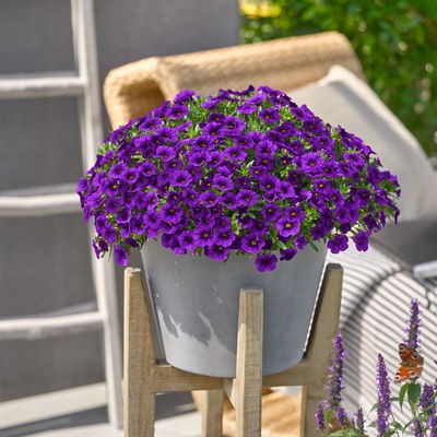 Zauberglöckchen, blau, Topf-Ø 12 cm, 6 Pflanzen