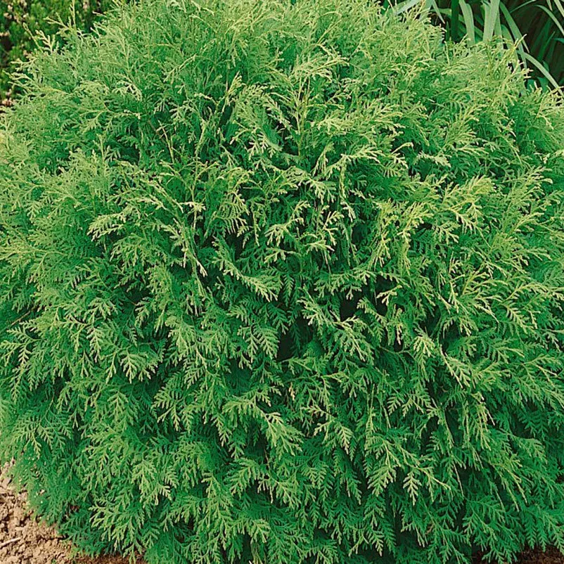 Thuja kaufen