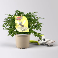 Pflanzenkreation 'No Mosquito', 12 Pflanzen inkl. Erde und Dünger