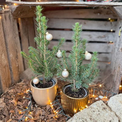 Zuckerhutfichte, Picea glauca 'Conica', Topf-Ø 9 cm, 8 Pflanzen