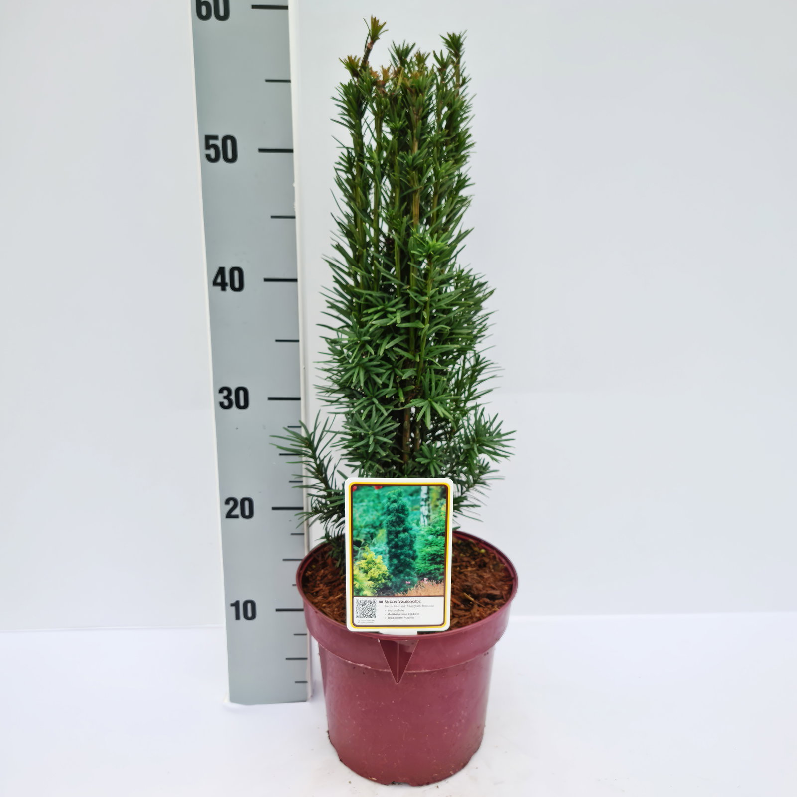 Grüne-Säuleneibe 'Fastigiata Robusta', Topf 7,5 Liter, Höhe 50-60 cm, 2 Pflanzen Grüne-Säuleneibe 'Fastigiata Robusta', Topf 7,5 Liter, Höhe 50-60 cm, 2 Pflanzen