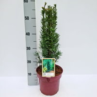 Grüne-Säuleneibe 'Fastigiata Robusta', Topf 7,5 Liter, Höhe 50-60 cm, 2 Pflanzen