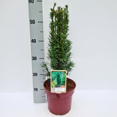 Grüne-Säuleneibe 'Fastigiata Robusta', Topf 7,5 Liter, Höhe 50-60 cm, 2 Pflanzen
