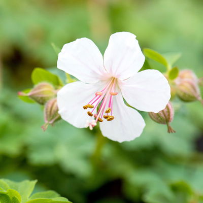 Schattenstauden Set, 18 Pflanzen für 3 m², bunt Schattenstauden Set, 18 Pflanzen für 3 m², bunt