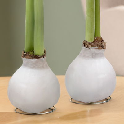 Amaryllis in Wachs, Dekor 'Basic White', Blüte weiß, 2 Pflanzen
