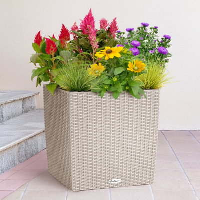 Pflanzenkreation Sommerspaziergang, 6 Pflanzen inkl. Erde und Dünger Pflanzenkreation Sommerspaziergang, 6 Pflanzen inkl. Erde und Dünger