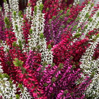 Calluna 'Beauty Ladies® Milca-Trio', lila-rot-weiß, Topf-Ø 11 cm, 6 Pflanzen Calluna 'Beauty Ladies® Milca-Trio', lila-rot-weiß, Topf-Ø 11 cm, 6 Pflanzen
