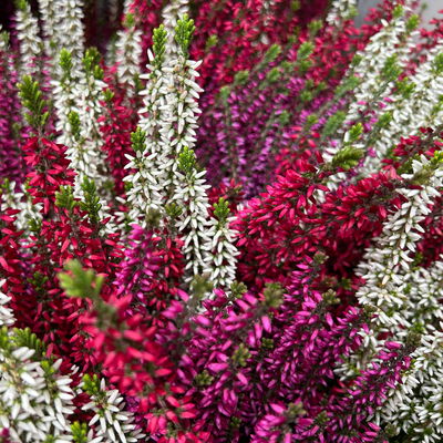 Calluna 'Beauty Ladies® Milca-Trio', lila-rot-weiß, Topf-Ø 11 cm, 6 Pflanzen Calluna 'Beauty Ladies® Milca-Trio', lila-rot-weiß, Topf-Ø 11 cm, 6 Pflanzen