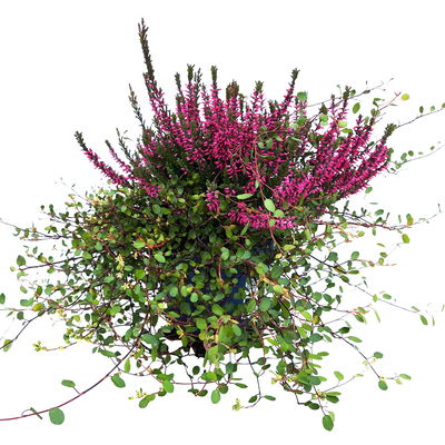 Knospenheide & Mühlenbeckia Duo, rot, Topf-Ø 13cm, 6 Pflanzen Knospenheide & Mühlenbeckia Duo, rot, Topf-Ø 13cm, 6 Pflanzen