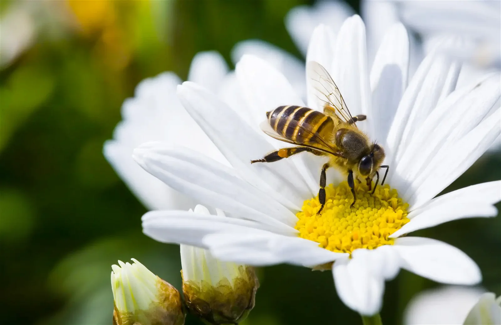 Biene auf Blume im Herbst