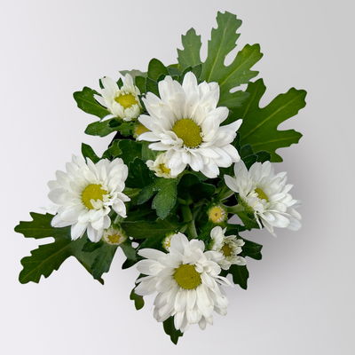 Chrysantheme Mini 'Swifty', Mix zufällig, Topf-Ø 6 cm, 12 Pflanzen