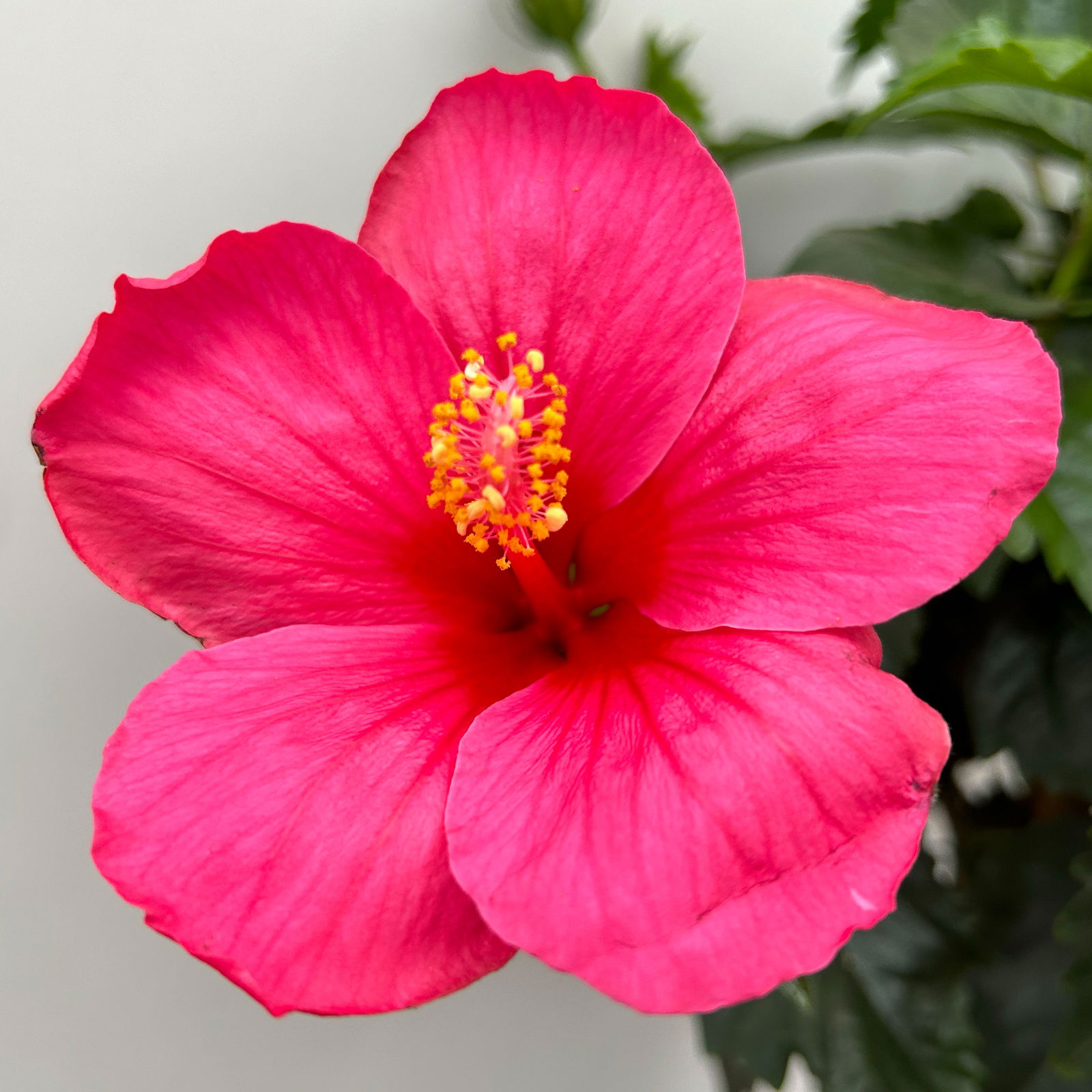 Hibiskus rosa, Stamm, Topf-Ø 19 cm, Höhe ca. 75 cm