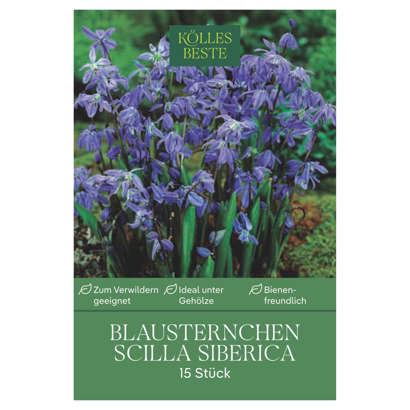 Blausternchen (Scilla Siberica) blau, 15 Blumenzwiebeln