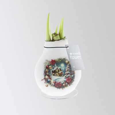 Amaryllis in Wachs, Dekor 'Christmas Eve', Muster zufällig, Blüte rot