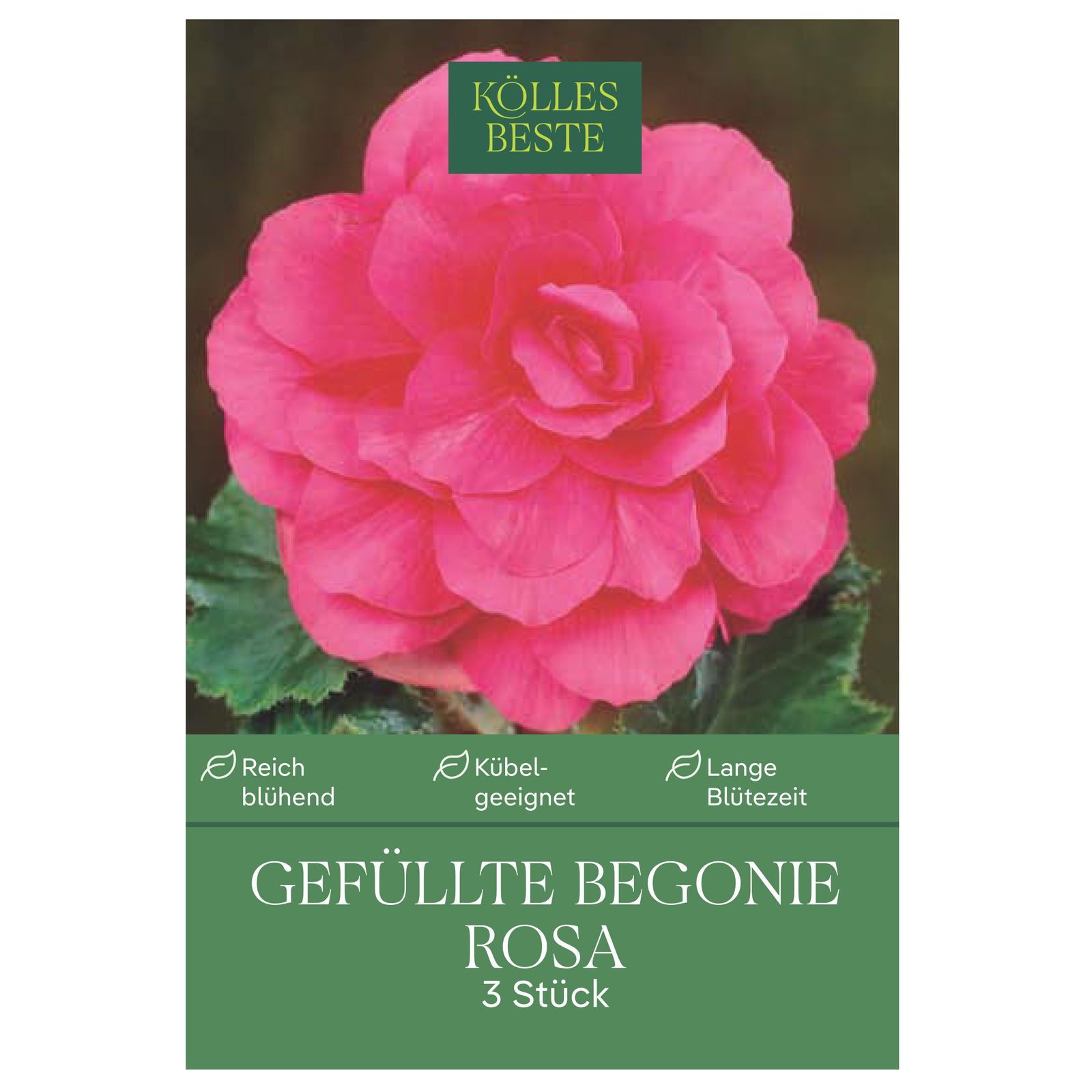 Kölles Beste Blumenknollen, Gefüllte Begonie 'Rosa'