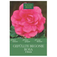 Kölles Beste Blumenknollen, Gefüllte Begonie 'Rosa'