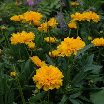 Großblumiges Mädchenauge 'Early Sunrise', goldgelb, Topf 3 l Großblumiges Mädchenauge 'Early Sunrise', goldgelb, Topf 3 l