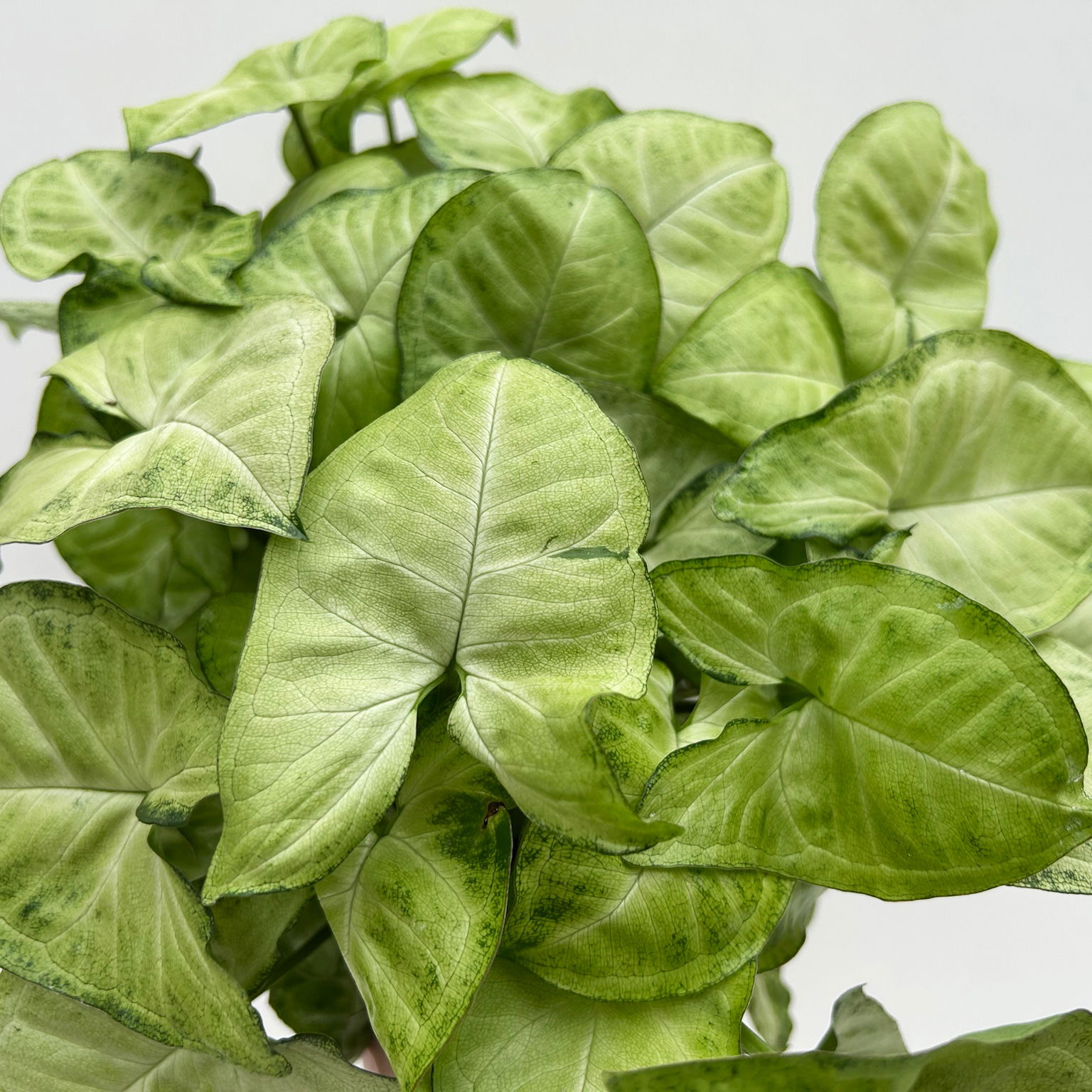 Syngonium 'White Butterfly', Topf-Ø 12cm, 2 Pflanzen
