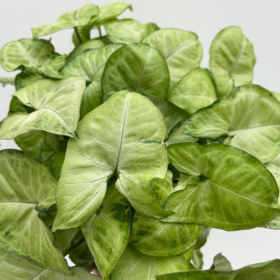 Syngonium 'White Butterfly', Topf-Ø 12cm, 2 Pflanzen Syngonium 'White Butterfly', Topf-Ø 12cm, 2 Pflanzen