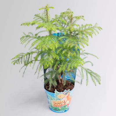 Dino Snack®, Benny, Zimmertanne, Topf-Ø 14 cm, mit Brotdose Dino Snack®, Benny, Zimmertanne, Topf-Ø 14 cm, mit Brotdose