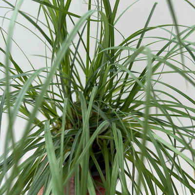 Bio Segge 'Bluish Green', grünblau, Topf-Ø 12 cm, 3 Pflanzen