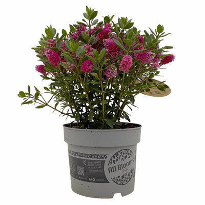 Hebe 'All Blooms®', rot, Topf 17 cm Ø Hebe 'All Blooms®', rot, Topf 17 cm Ø