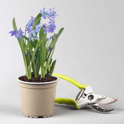 Scilla blau, vorgetrieben, Topf-Ø 10 cm, 6 Pflanzen