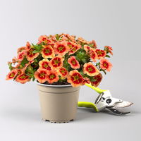 Zauberglöckchen 'Cabaret® Compact Orange Star', orange, Topf-Ø 13 cm, 6 Pflanzen