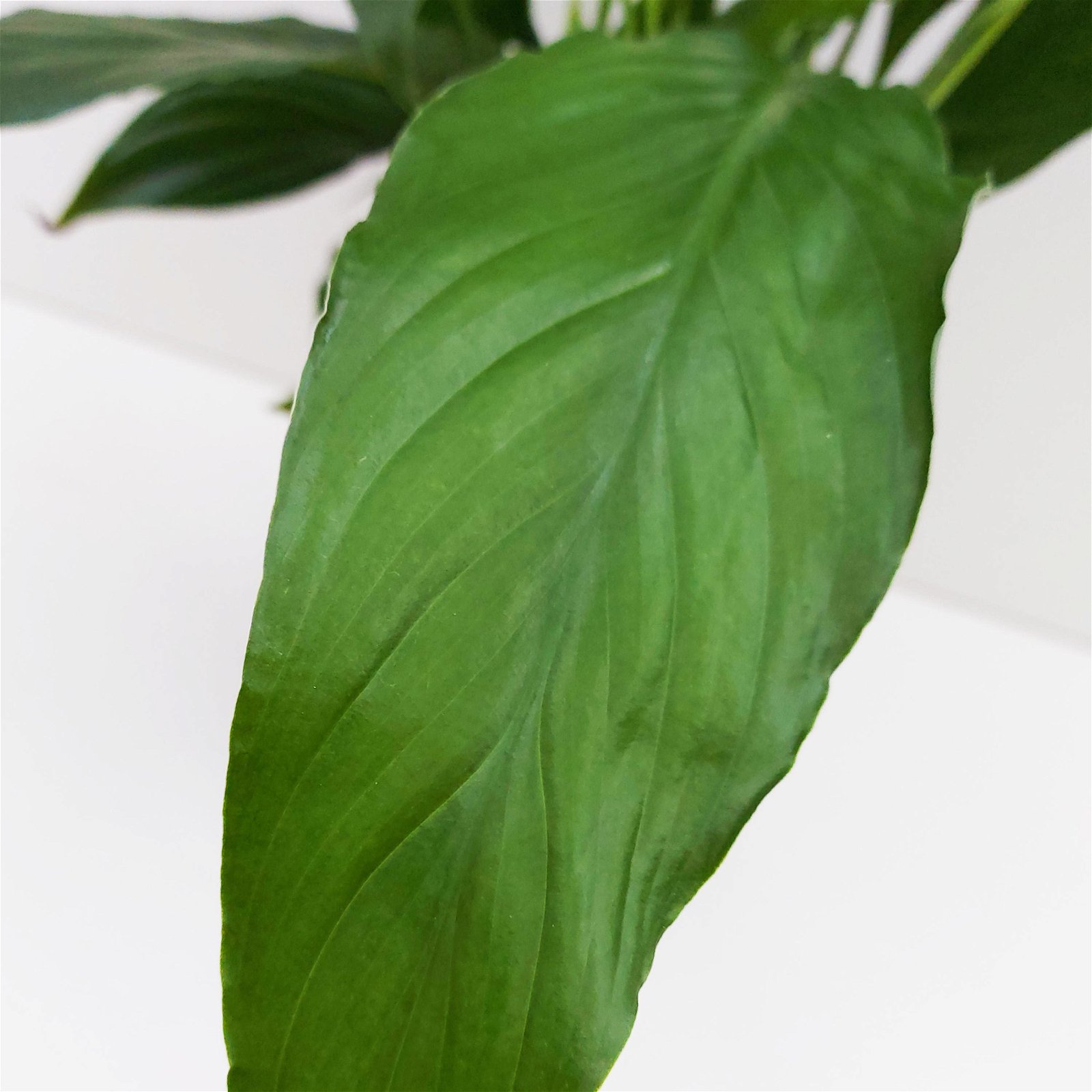 Spathiphyllum Bellini 13 cm T., H: 40 cm, (*)
