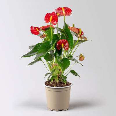 Flamingoblume 'Royal Red Champion', Topf-Ø 12 cm, Höhe ca. 35 cm