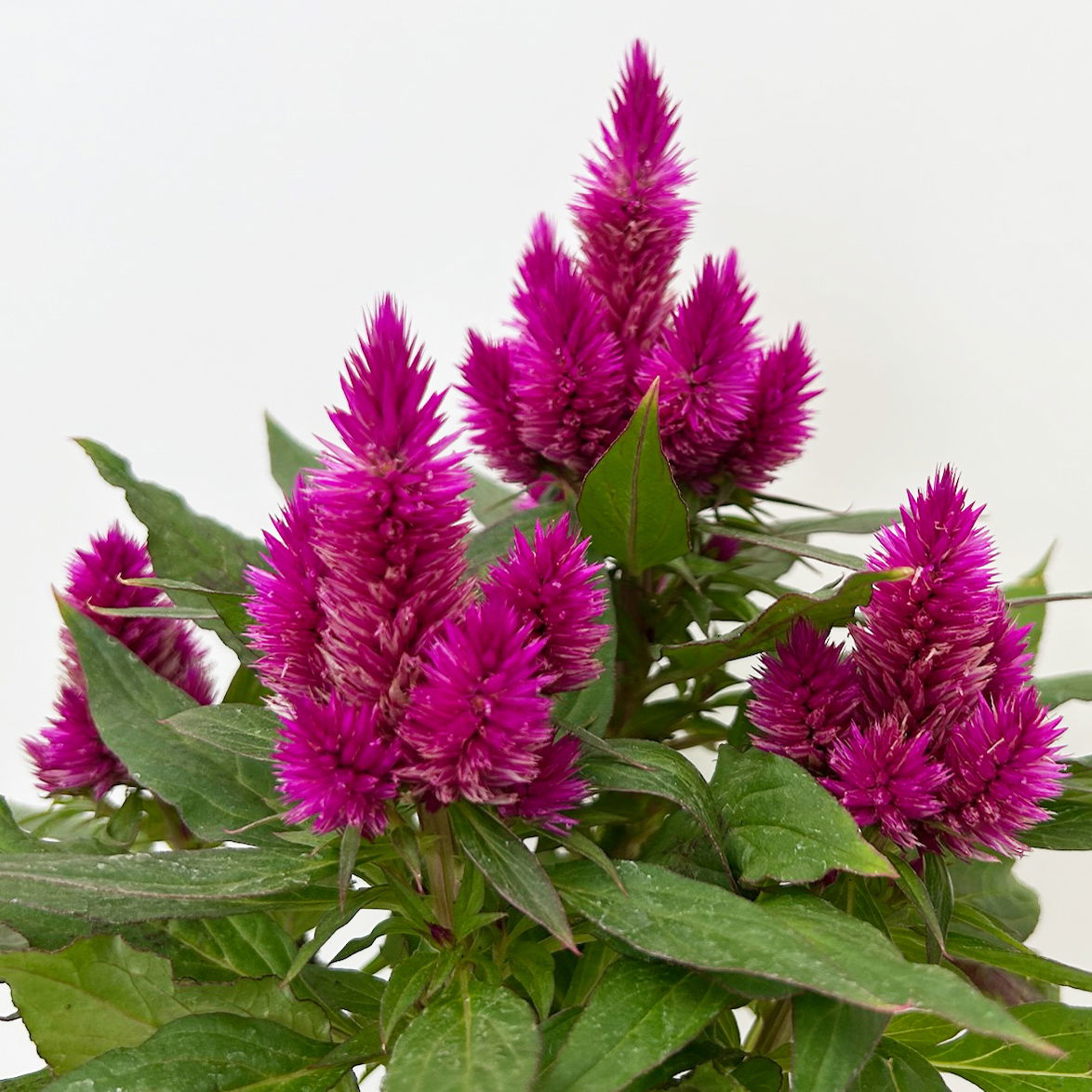Celosia 'Deep Purple', 6er-Set, lila, Topf 12 cm Ø