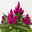 Celosia 'Deep Purple', 6er-Set, lila, Topf 12 cm Ø