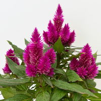 Celosia 'Deep Purple', 6er-Set, lila, Topf 12 cm Ø