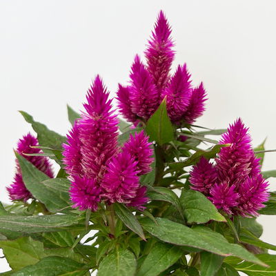 Pflanzenkreation Sommerliebe, 6 Pflanzen inkl. Erde und Dünger