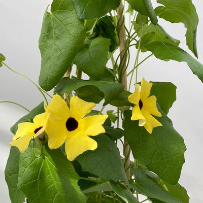 Schwarzäugige Susanne gelb, Pyramide, Topf -Ø 17 cm, Höhe ca. 60 cm