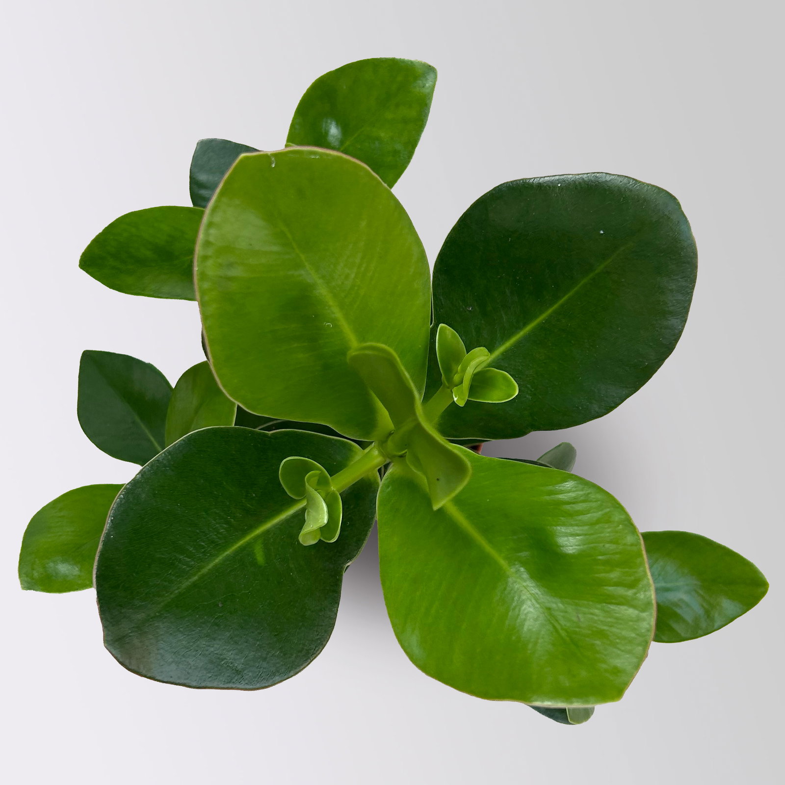 Balsamapfel 'Princess', Topf-Ø 12 cm, 2 Pflanzen, inkl. Keramikübertopf Byron