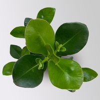 Balsamapfel 'Princess', Topf-Ø 12 cm, 2 Pflanzen, inkl. Keramikübertopf Byron