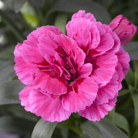 Pflanzenkreation 'Sonnenkünstler', 12 Pflanzen inkl. Erde und Dünger