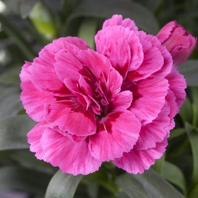 Pflanzenkreation 'Sonnenkünstler', 12 Pflanzen inkl. Erde und Dünger