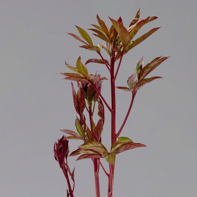 Pfingstrose 'Kansas' purpurrot, Topf 3 Liter Pfingstrose 'Kansas' purpurrot, Topf 3 Liter