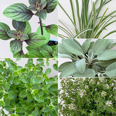 Bio Kräuter-Set 'Pizza & Pasta', 5 Pflanzen, Topf-Ø 12cm Bio Kräuter-Set 'Pizza & Pasta', 5 Pflanzen, Topf-Ø 12cm