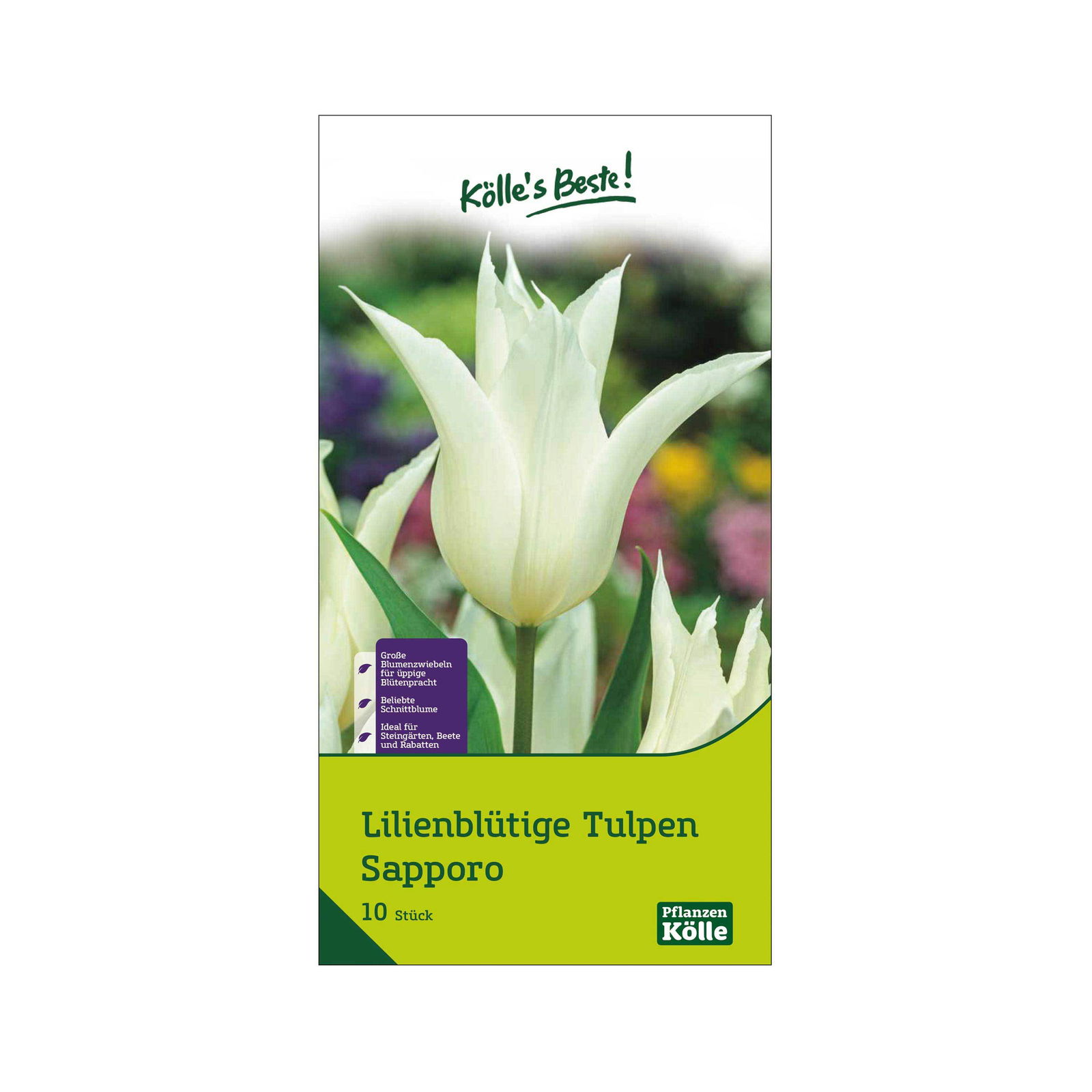 Lilienblütige Tulpen 'Sapporo', Weiß, 10 Blumenzwiebeln, Größe 11/12