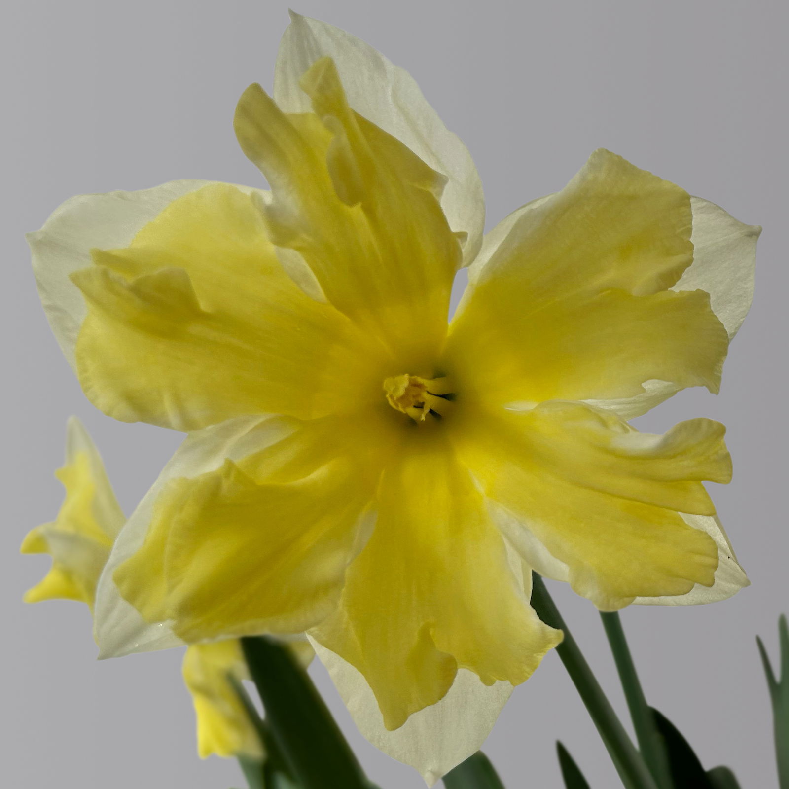 Narzisse 'Cassata' hellgelb, vorgetrieben, Topf-Ø 15 cm, 3 Pflanzen