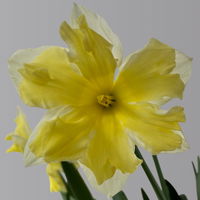 Narzisse 'Cassata' hellgelb, vorgetrieben, Topf-Ø 15 cm, 3 Pflanzen